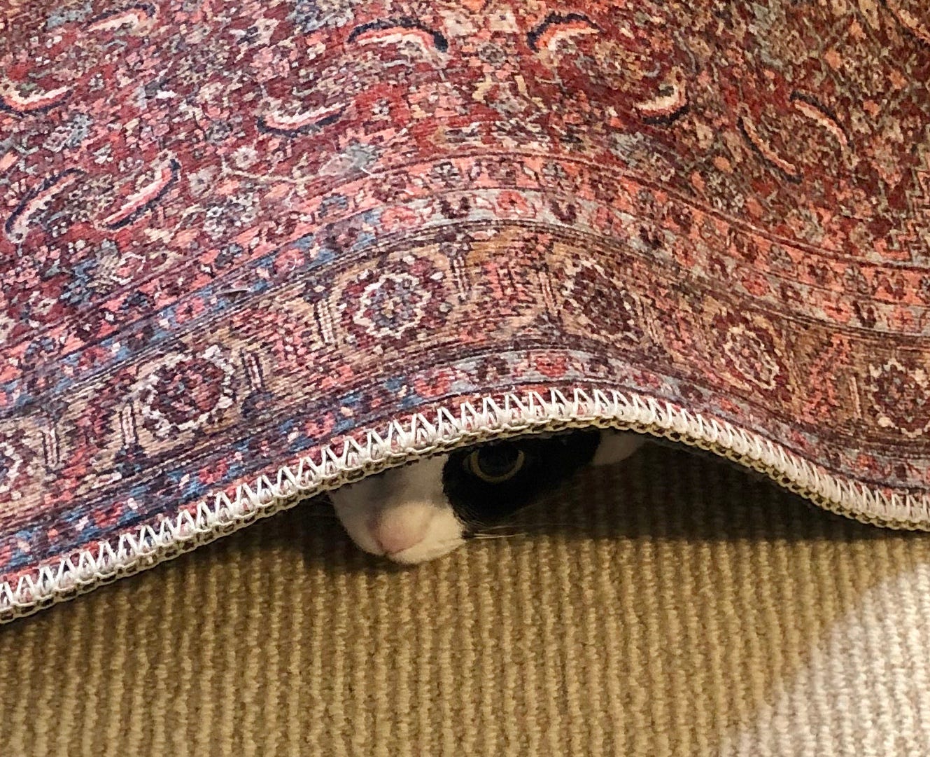 Katze versteckt sich unter dem Teppich